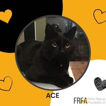 Ace - Domestic Shorthair available for adoption