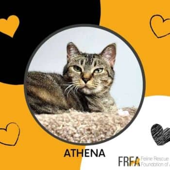 Athena - Domestic Shorthair cat available for adoption at Feline Rescue Foundation of Alberta in Calgary