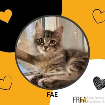 Fae - Domestic Shorthair cat available for adoption at Feline Rescue Foundation of Alberta in Calgary