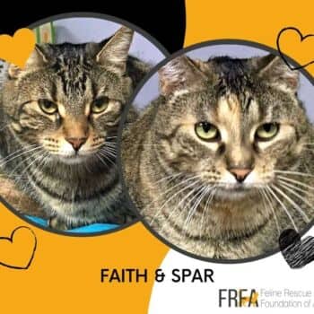 Faith and Spar - Dsh cat available for adoption at Feline Rescue Foundation of Alberta in Calgary