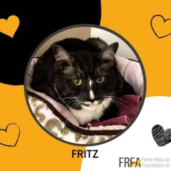 Fritz - Domestic Shorthair cat available for adoption at Feline Rescue Foundation of Alberta in Calgary