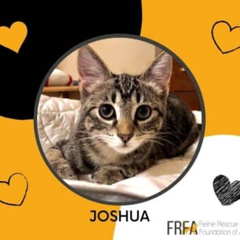 Joshua - Domestic Shorthair cat available for adoption at Feline Rescue Foundation of Alberta in Calgary