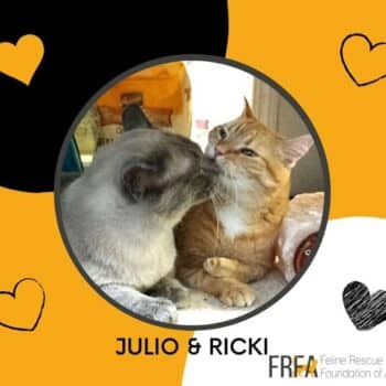 Julio and Ricki - Domestic Shorthair available for adoption