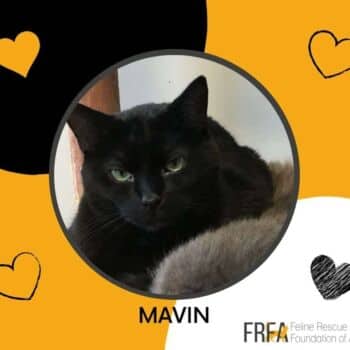 Mavin - Domestic Shorthair cat available for adoption at Feline Rescue Foundation of Alberta in Calgary