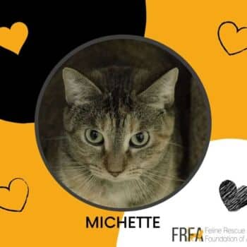 Michette - Domestic Shorthair cat available for adoption at Feline Rescue Foundation of Alberta in Calgary