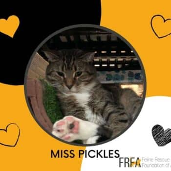 Miss Pickles - Domestic Shorthair cat available for adoption at Feline Rescue Foundation of Alberta in Calgary