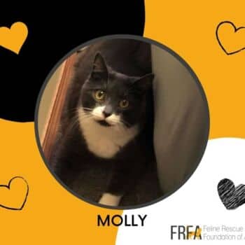 Molly - Domestic Shorthair cat available for adoption at Feline Rescue Foundation of Alberta in Calgary