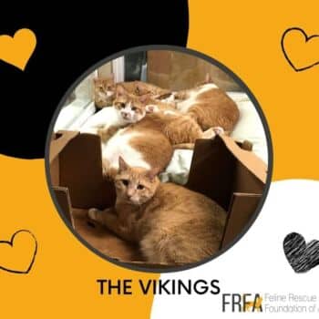 The Vikings - Domestic Shorthair cat available for adoption in Alberta
