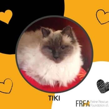 Tiki - Domestic Shorthair available for adoption