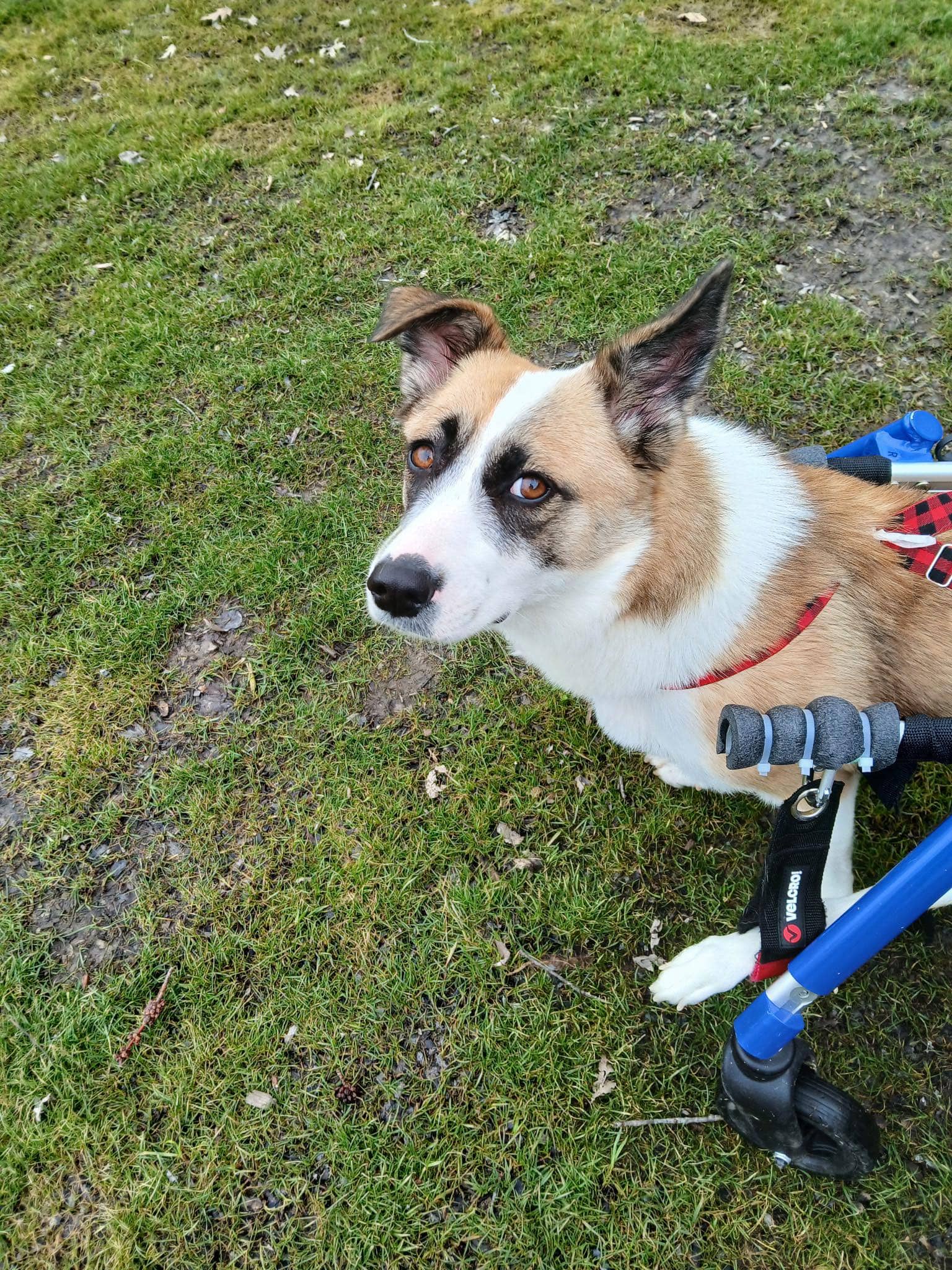 KC - Shepherd & Mix available for adoption in Ontario