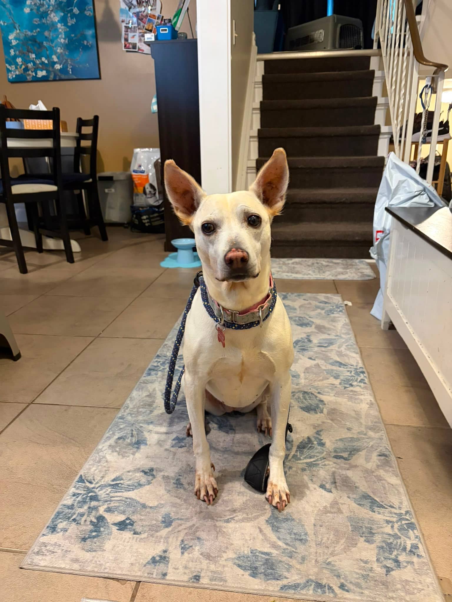 Conchita - Mixed Breed available for adoption in Calgary