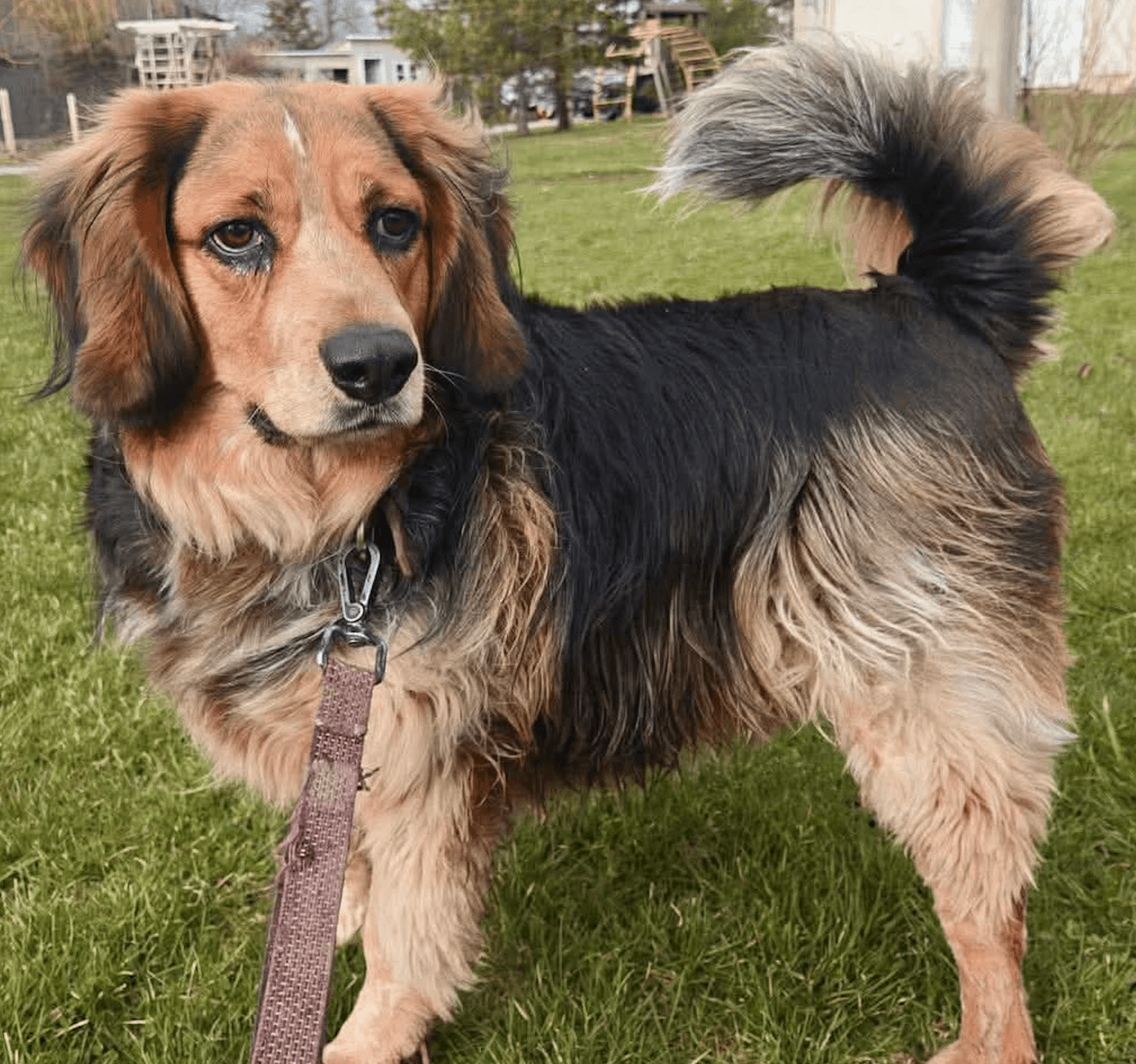 Bash - Hound & Mix available for adoption in Ontario