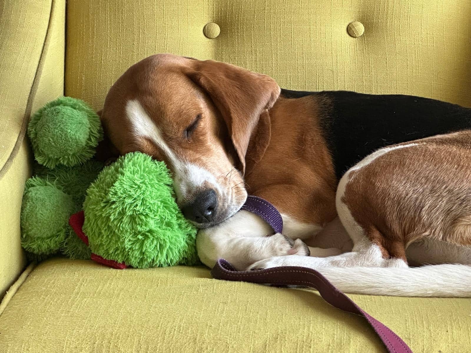 Bo - Beagle available for adoption in Ontario