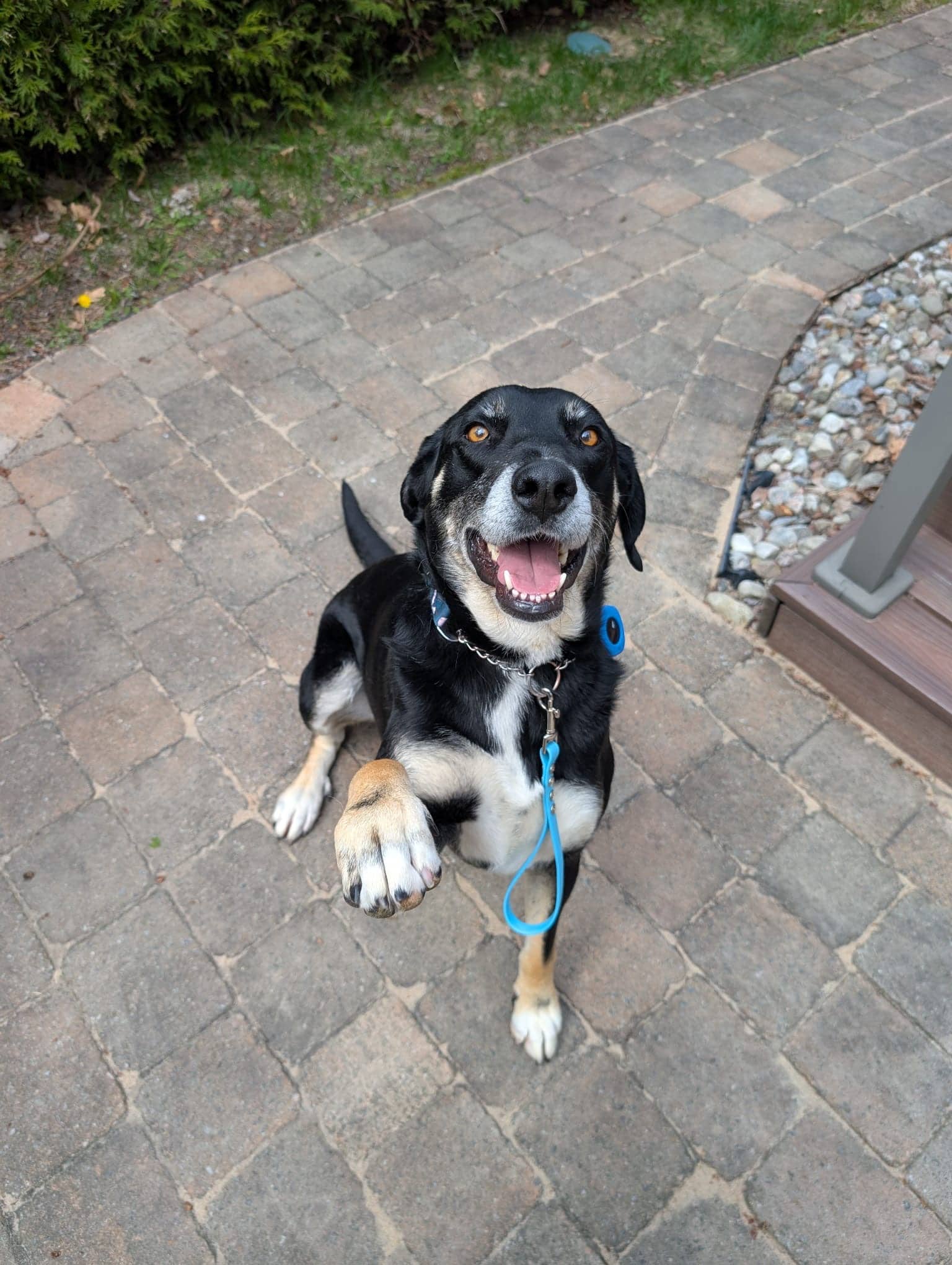 Claire - Mixed Breed available for adoption in Calgary