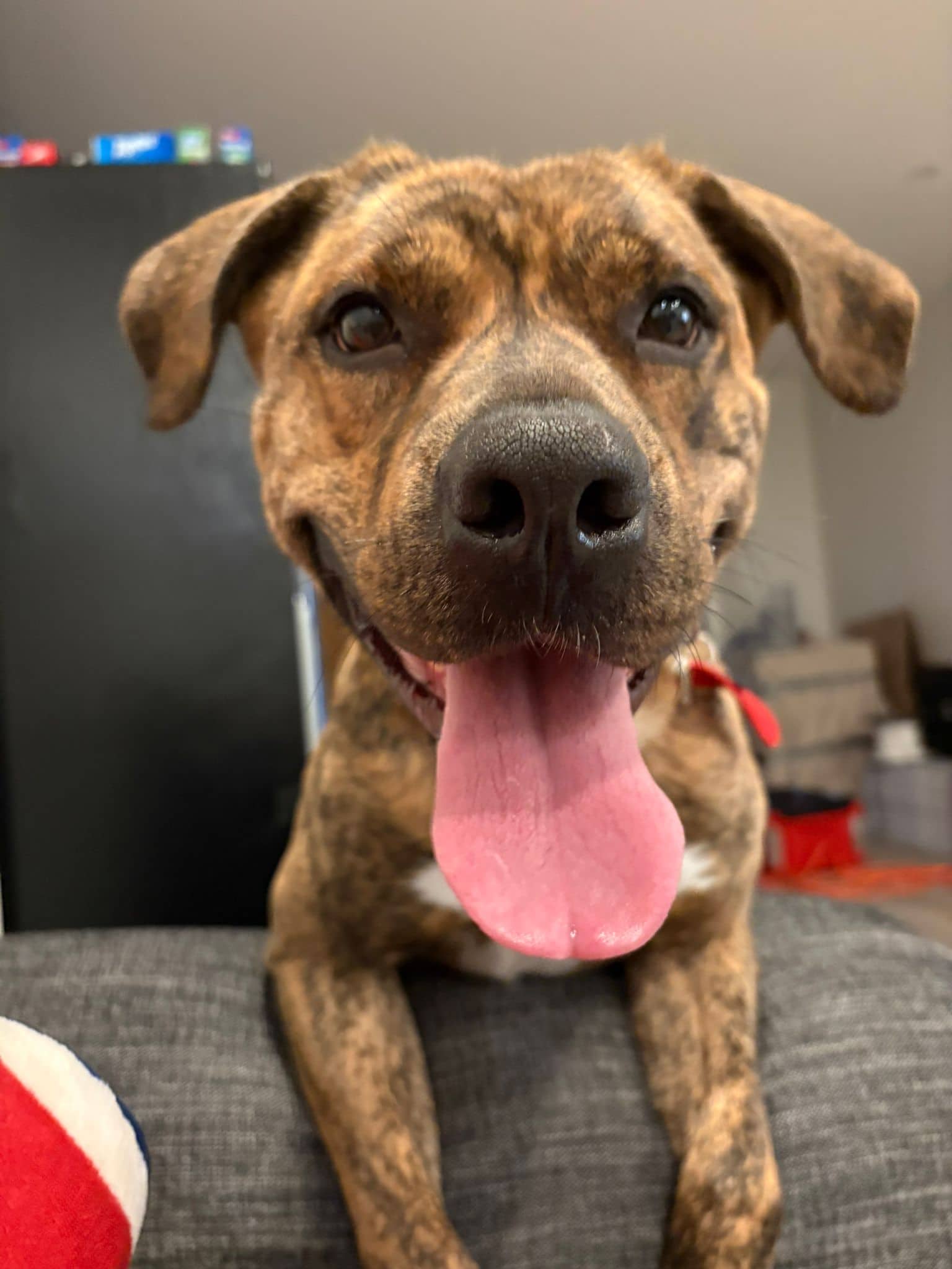 Harmonie - Mixed Breed available for adoption in Calgary