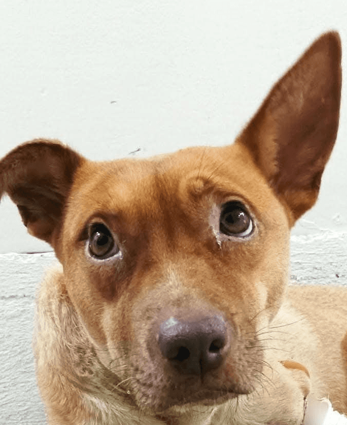 Bula - Mixed Breed available for adoption in Ontario