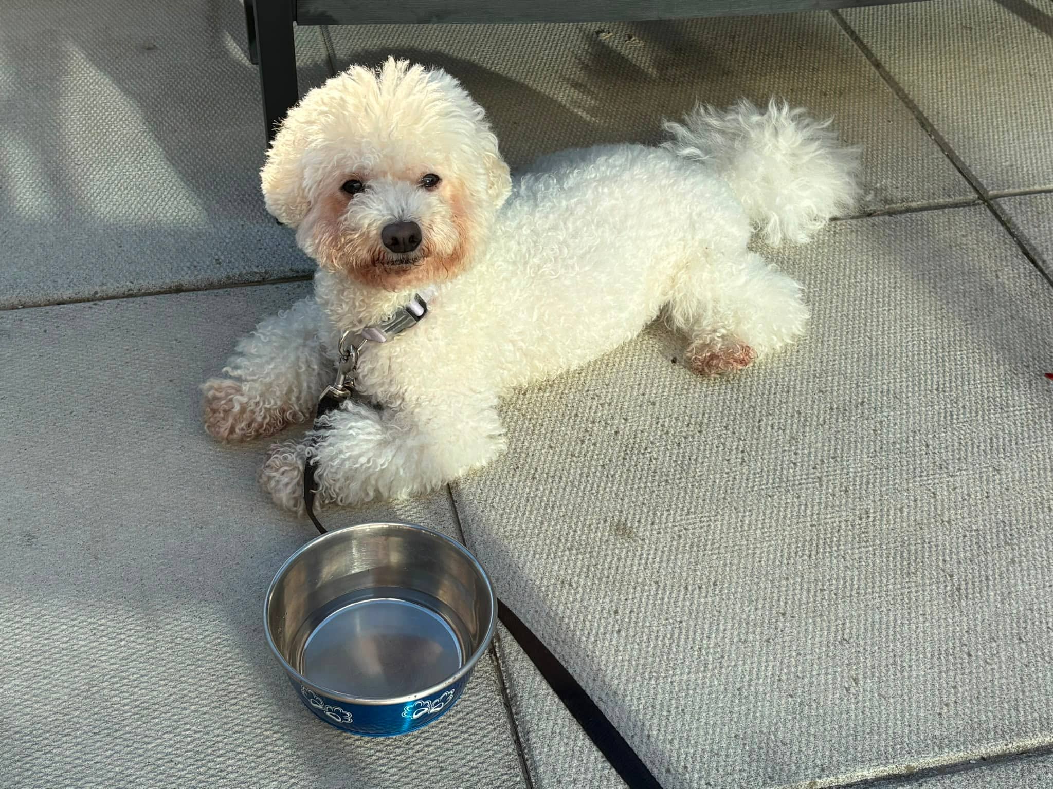 Dding - Mixed Breed available for adoption in Calgary
