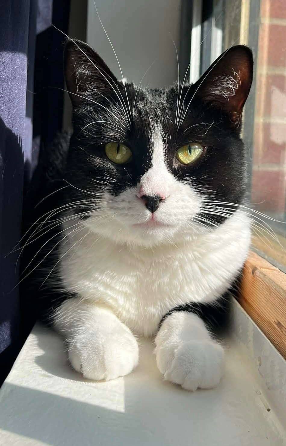 Bluenote - Domestic Shorthair available for adoption