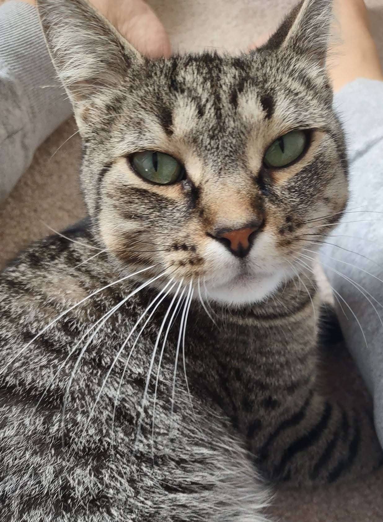 Haven - Domestic Shorthair cat available for adoption at Furry Tales Cat Rescue in Ottawa