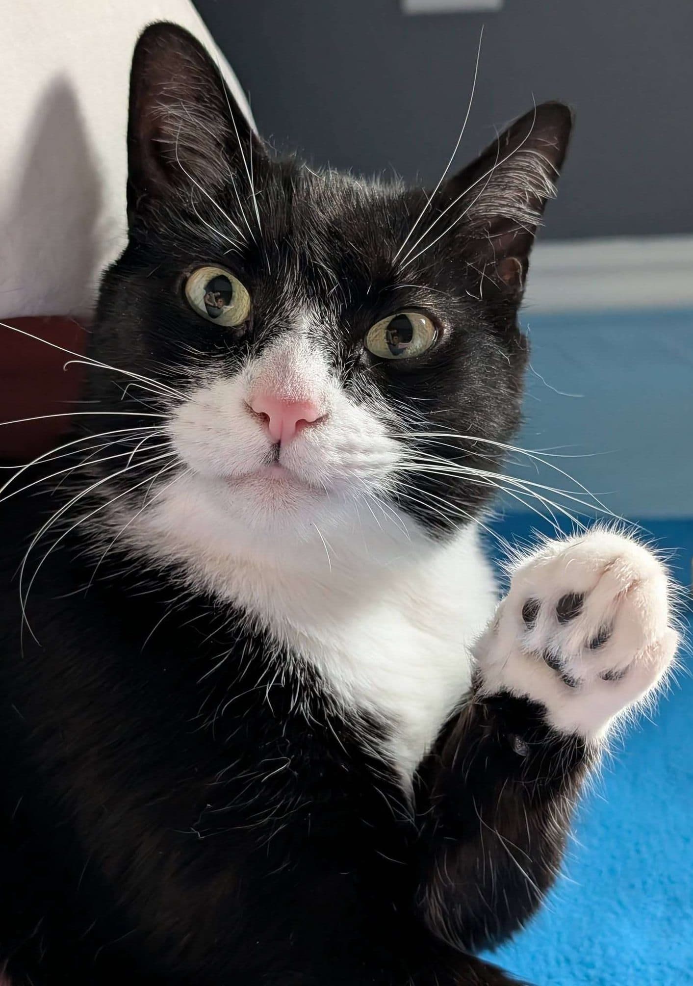 Astro - Domestic Shorthair cat available for adoption at Furry Tales Cat Rescue in Ottawa