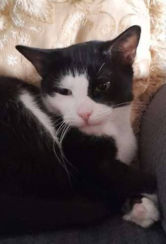 Phantom - Domestic Shorthair cat available for adoption at Furry Tales Cat Rescue in Ottawa