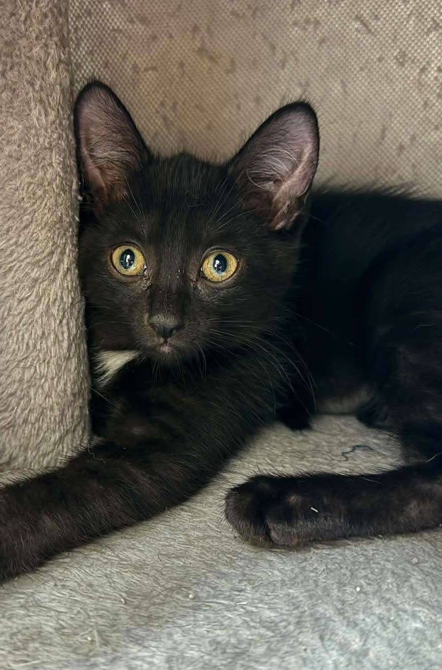 Chanel - Domestic Shorthair available for adoption