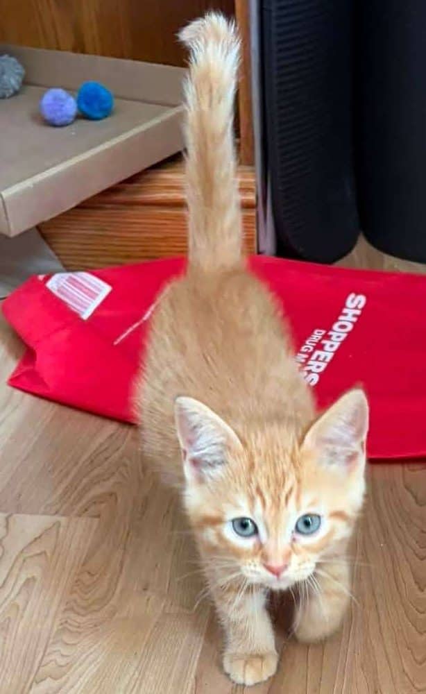 Cheeto - Domestic Shorthair available for adoption