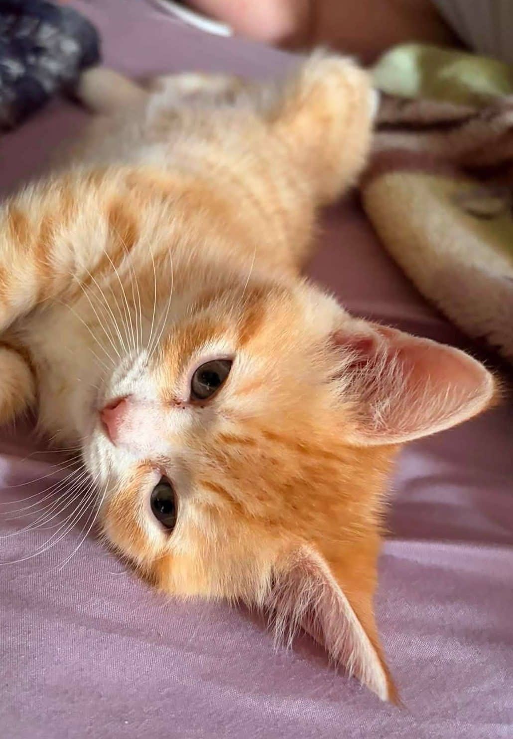 Cooper - Domestic Shorthair available for adoption