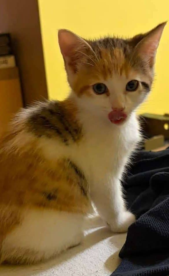 Daphne - Domestic Shorthair available for adoption
