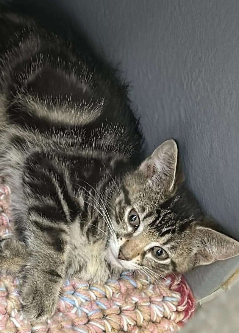 Dior - Domestic Shorthair cat available for adoption at Furry Tales Cat Rescue in Ottawa