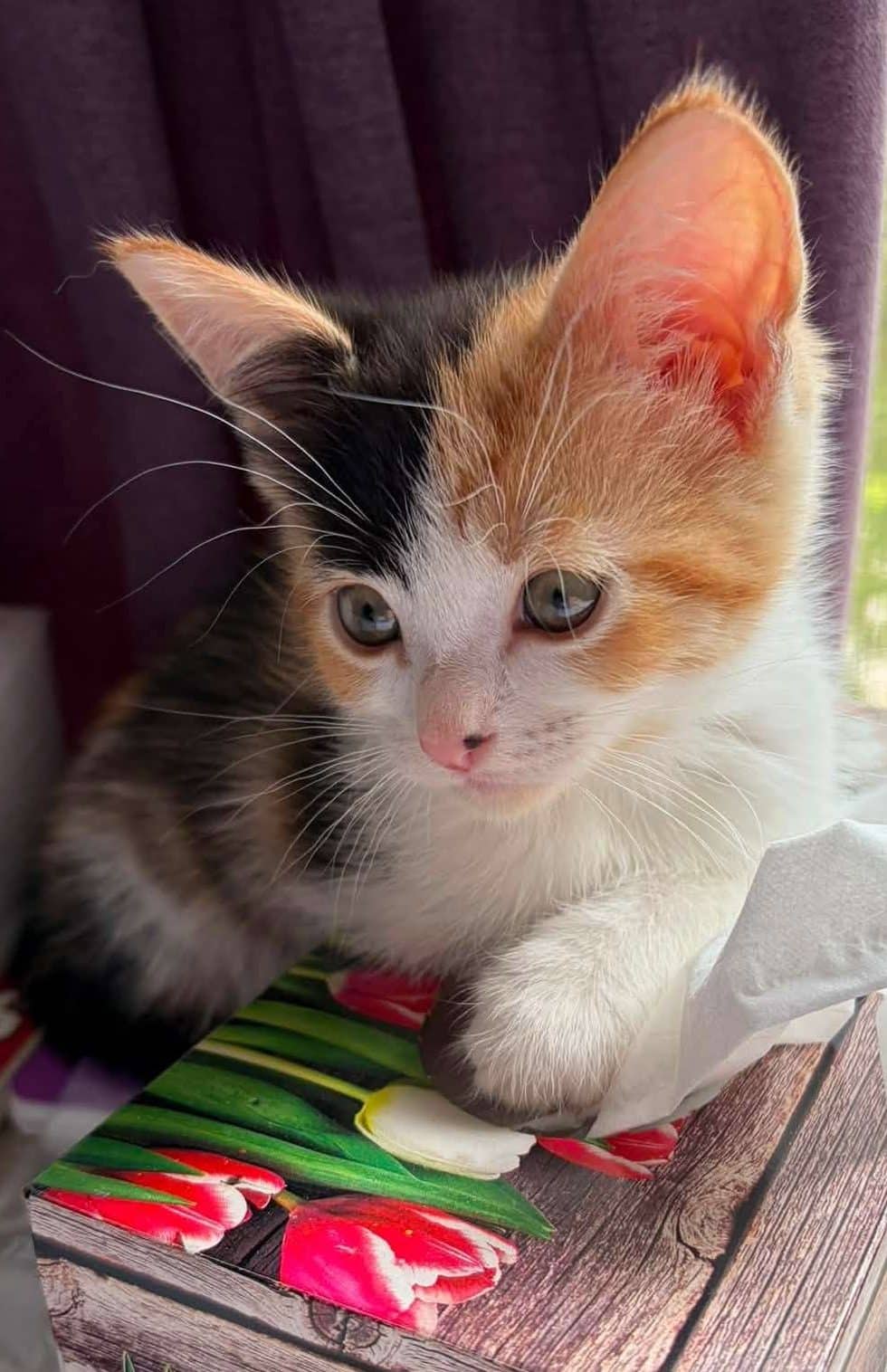 Diva - Domestic Shorthair available for adoption