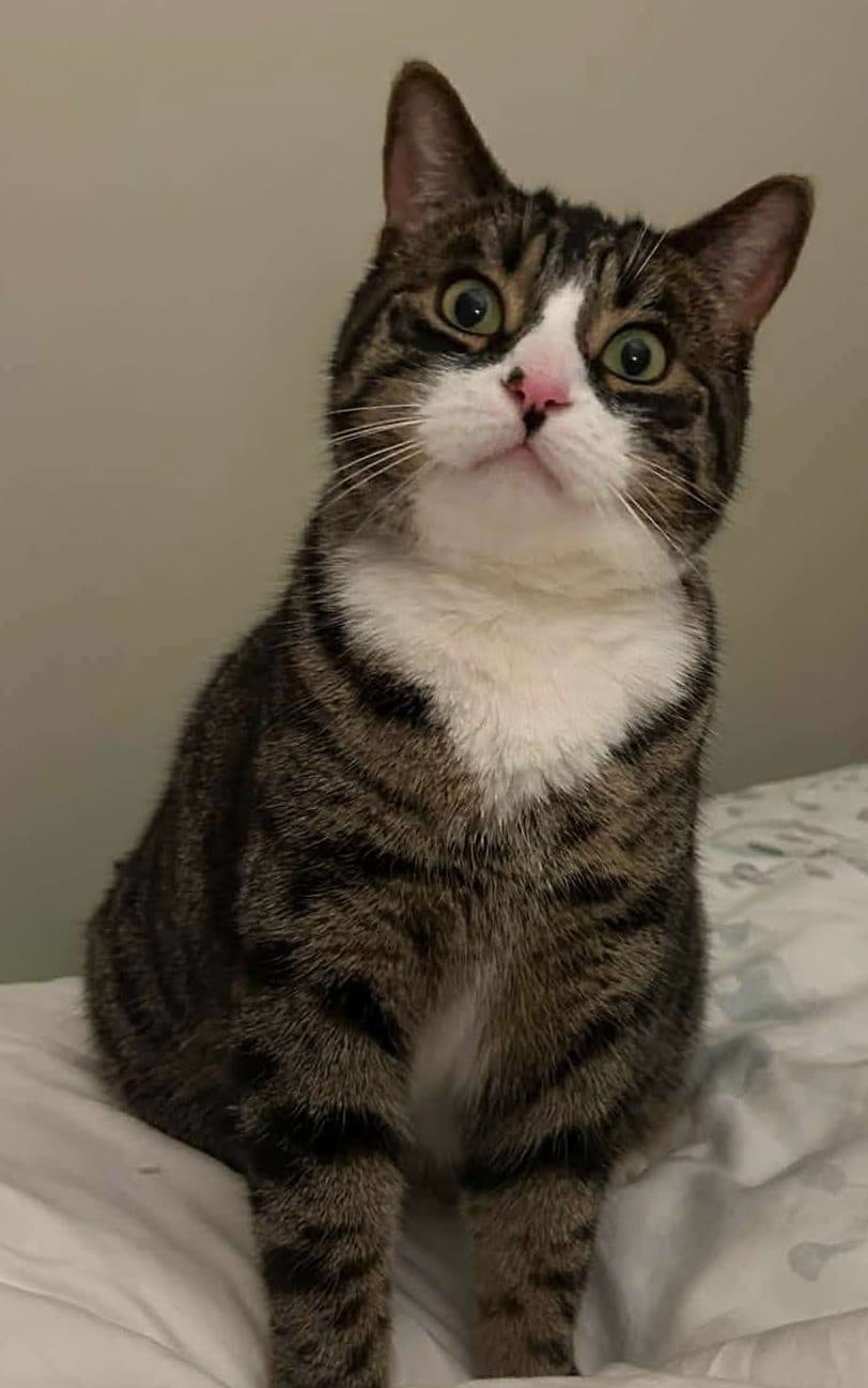 Fiona - Domestic Shorthair cat available for adoption at Furry Tales Cat Rescue in Ottawa