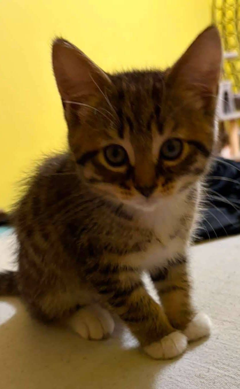 Jazz - Domestic Shorthair available for adoption