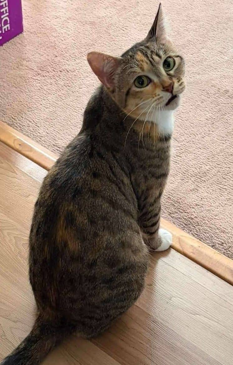 Mimi - Domestic Shorthair available for adoption