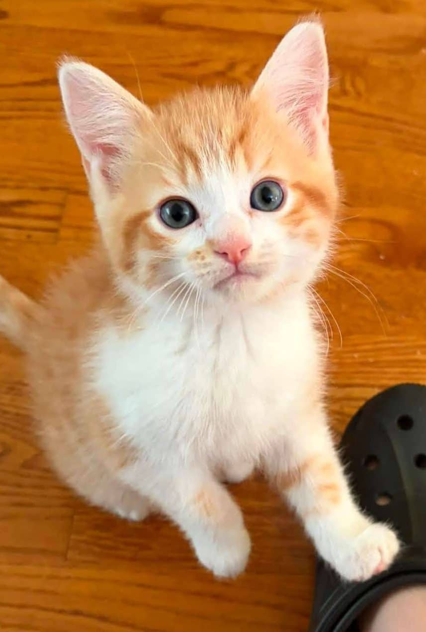 Pumpkin - Domestic Shorthair available for adoption