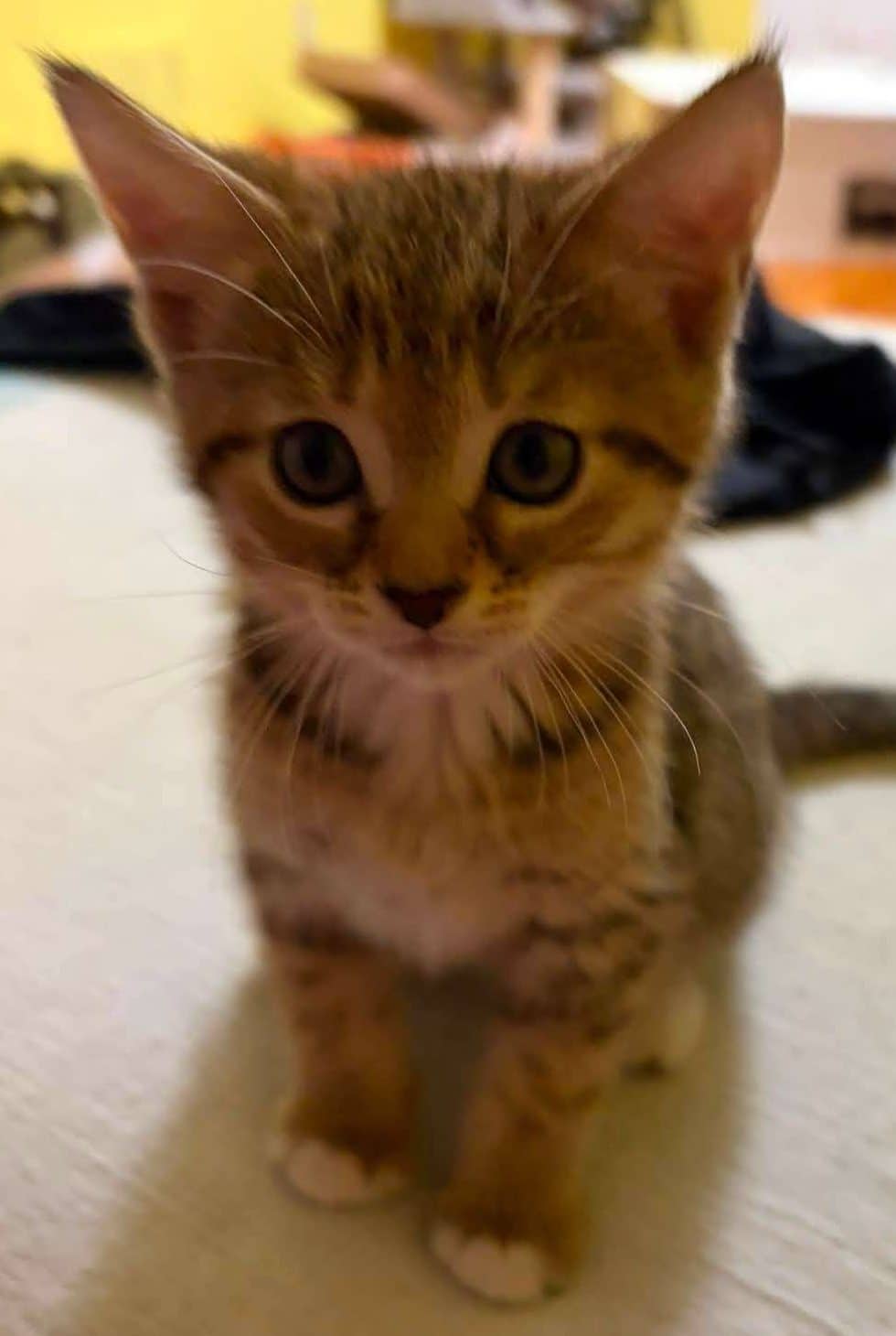 Tigger - Domestic Shorthair available for adoption