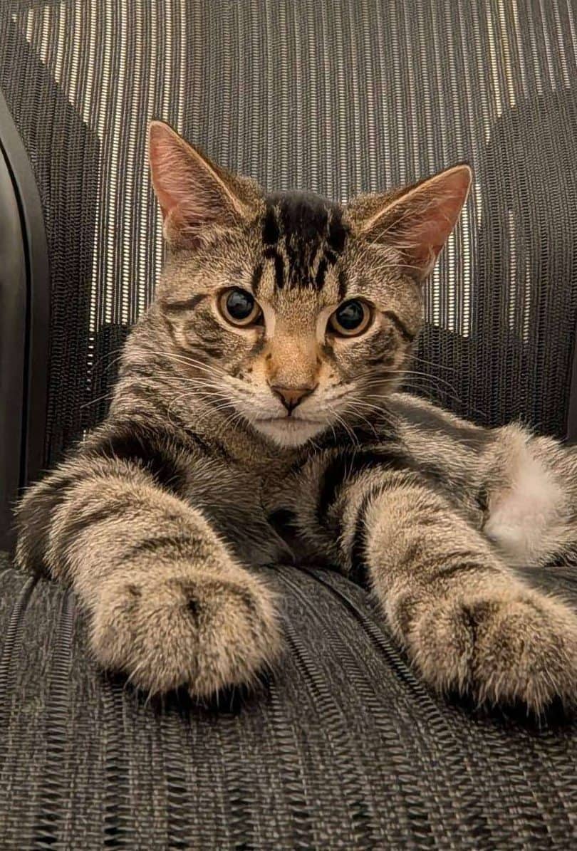 Dior - Domestic Shorthair cat available for adoption at Furry Tales Cat Rescue in Ottawa