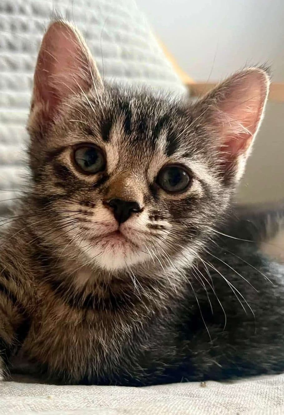 Cute - Domestic Shorthair available for adoption