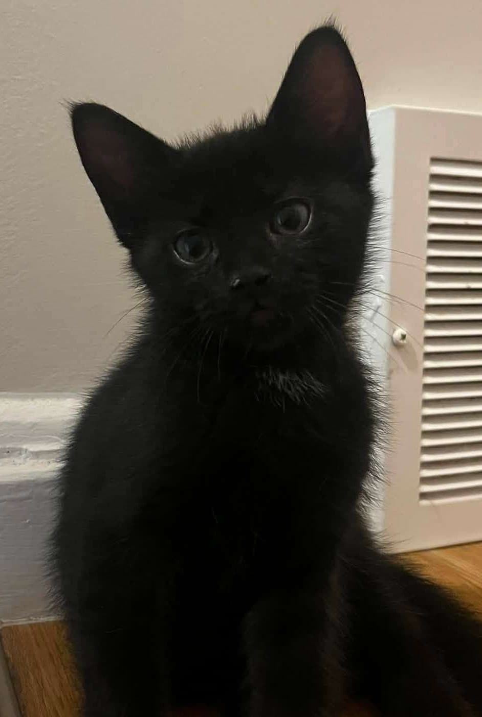 Kitten - Domestic Shorthair available for adoption