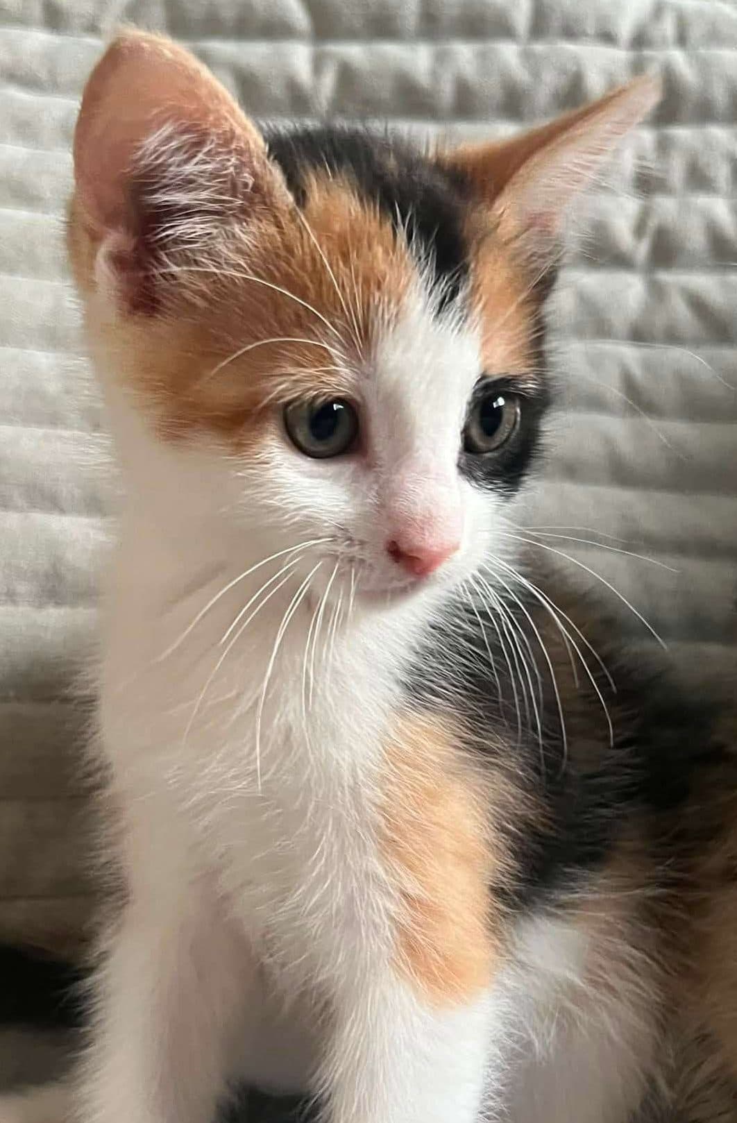 Momma - Domestic Shorthair available for adoption