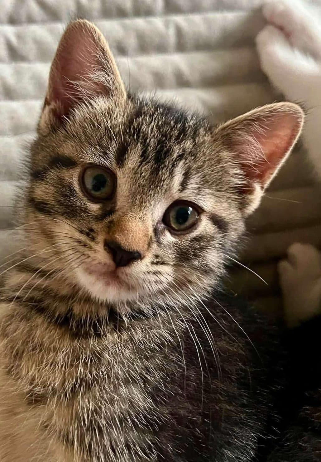 Number - Domestic Shorthair cat available for adoption at Furry Tales Cat Rescue in Ottawa