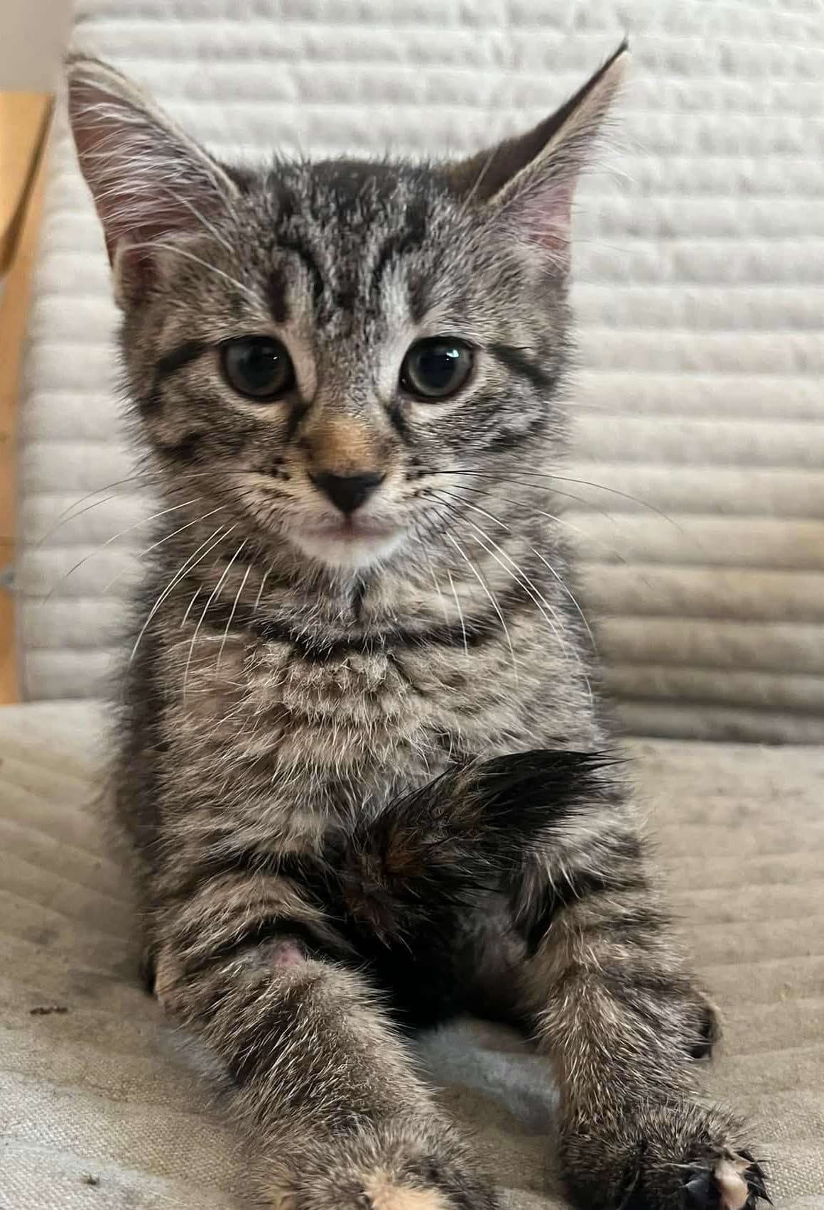 Paint - Domestic Shorthair cat available for adoption at Furry Tales Cat Rescue in Ottawa