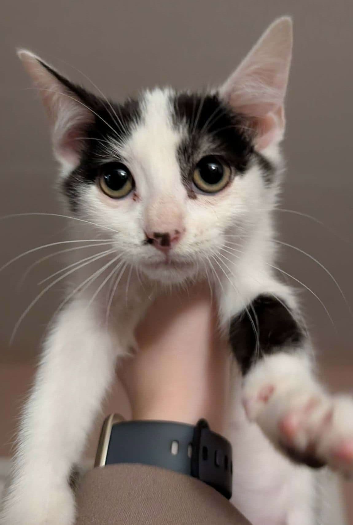 Anders - Domestic Shorthair cat available for adoption at Furry Tales Cat Rescue in Ottawa
