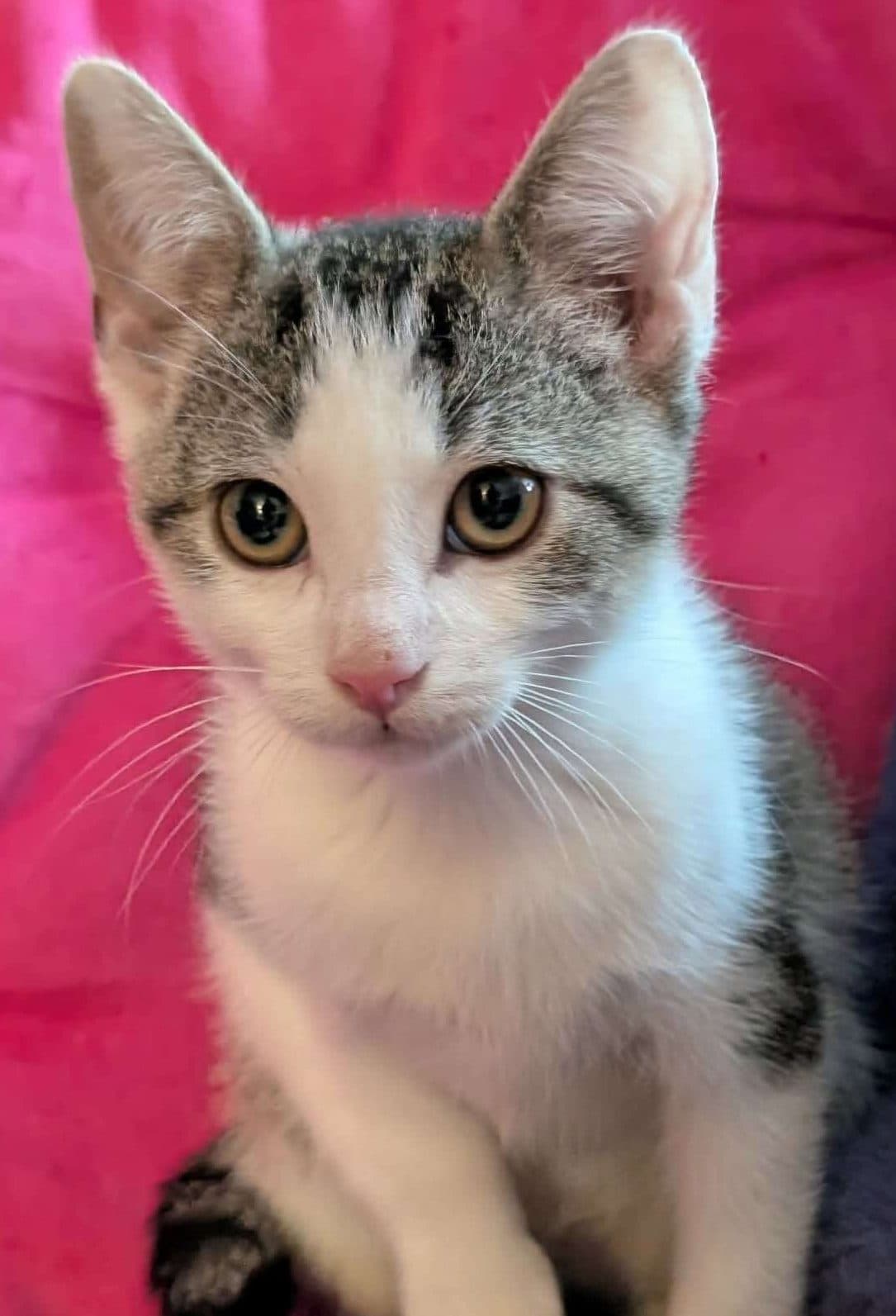 Bruno - Domestic Shorthair cat available for adoption at Furry Tales Cat Rescue in Ottawa