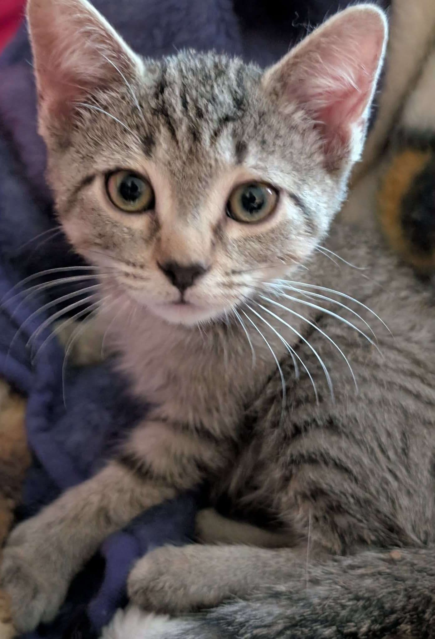 Clifford - Domestic Shorthair cat available for adoption at Furry Tales Cat Rescue in Ottawa