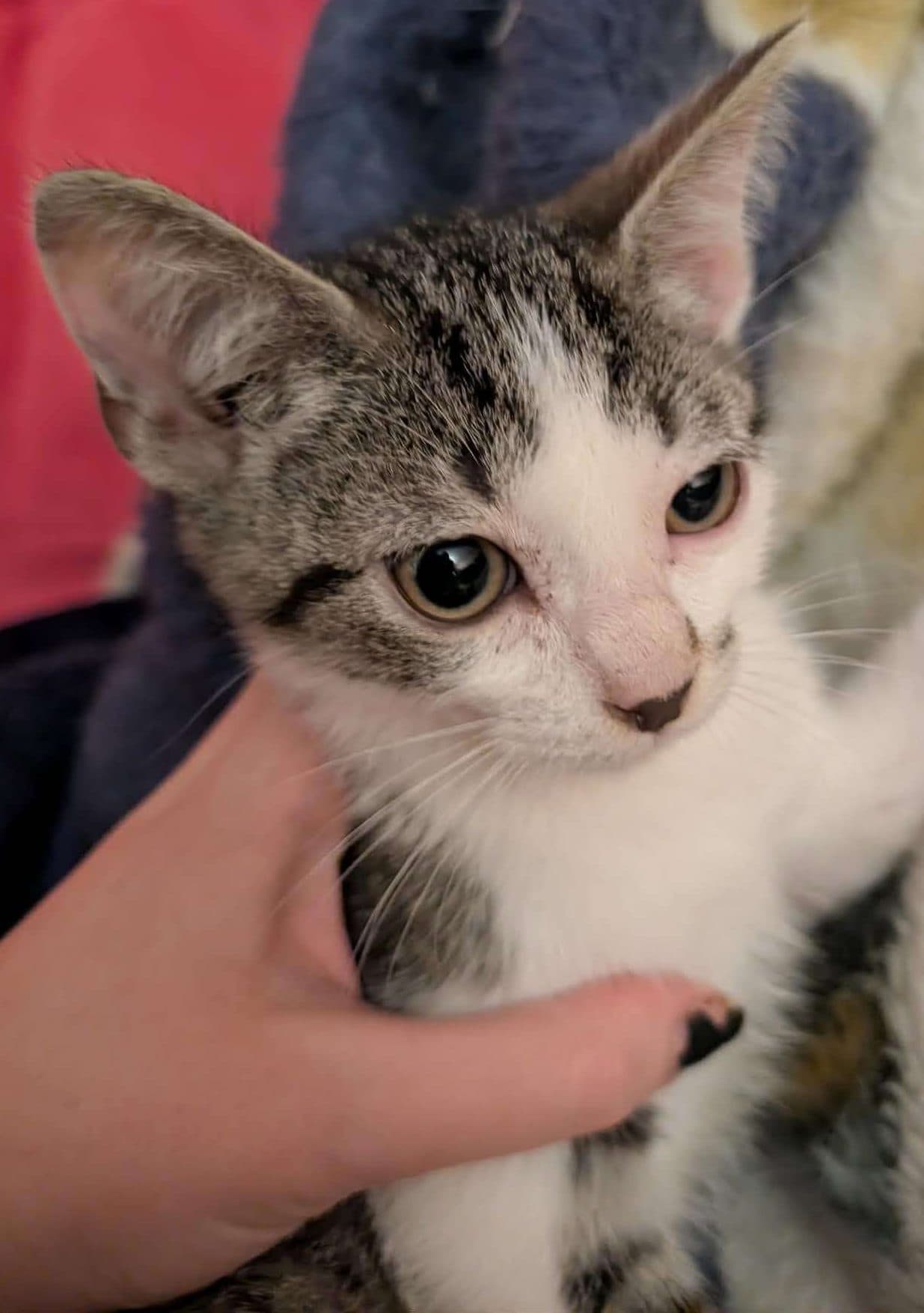 Desmond - Domestic Shorthair cat available for adoption at Furry Tales Cat Rescue in Ottawa
