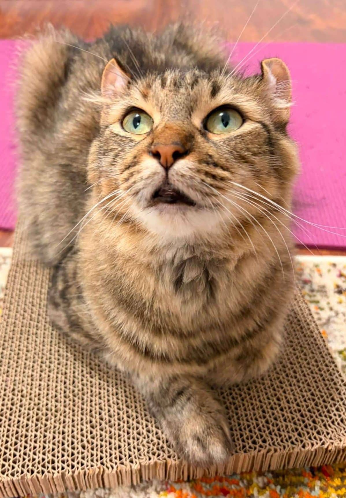 Otheo - Domestic Shorthair cat available for adoption at Furry Tales Cat Rescue in Ottawa