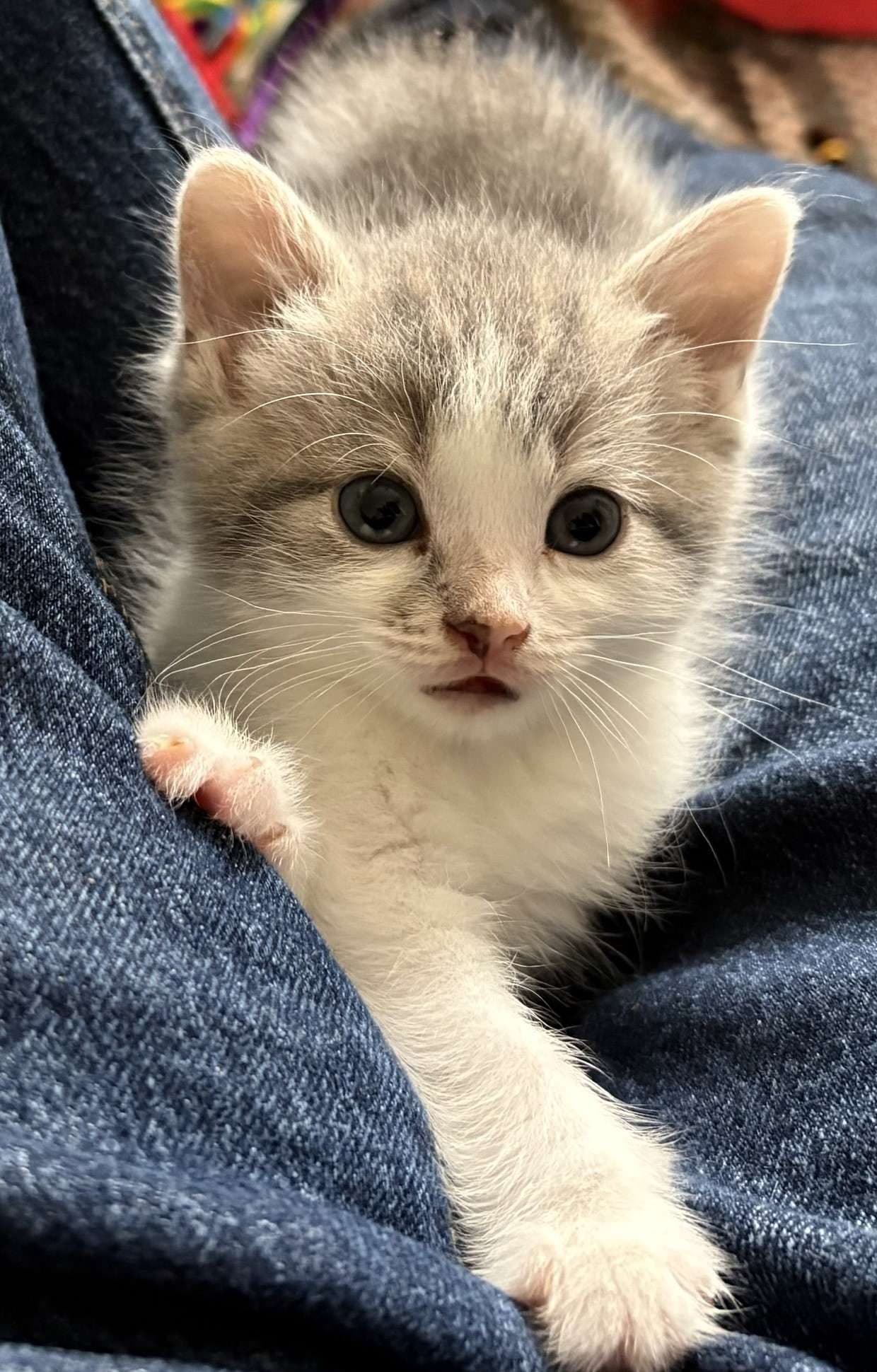 Oat - Domestic Shorthair cat available for adoption at Furry Tales Cat Rescue in Ottawa