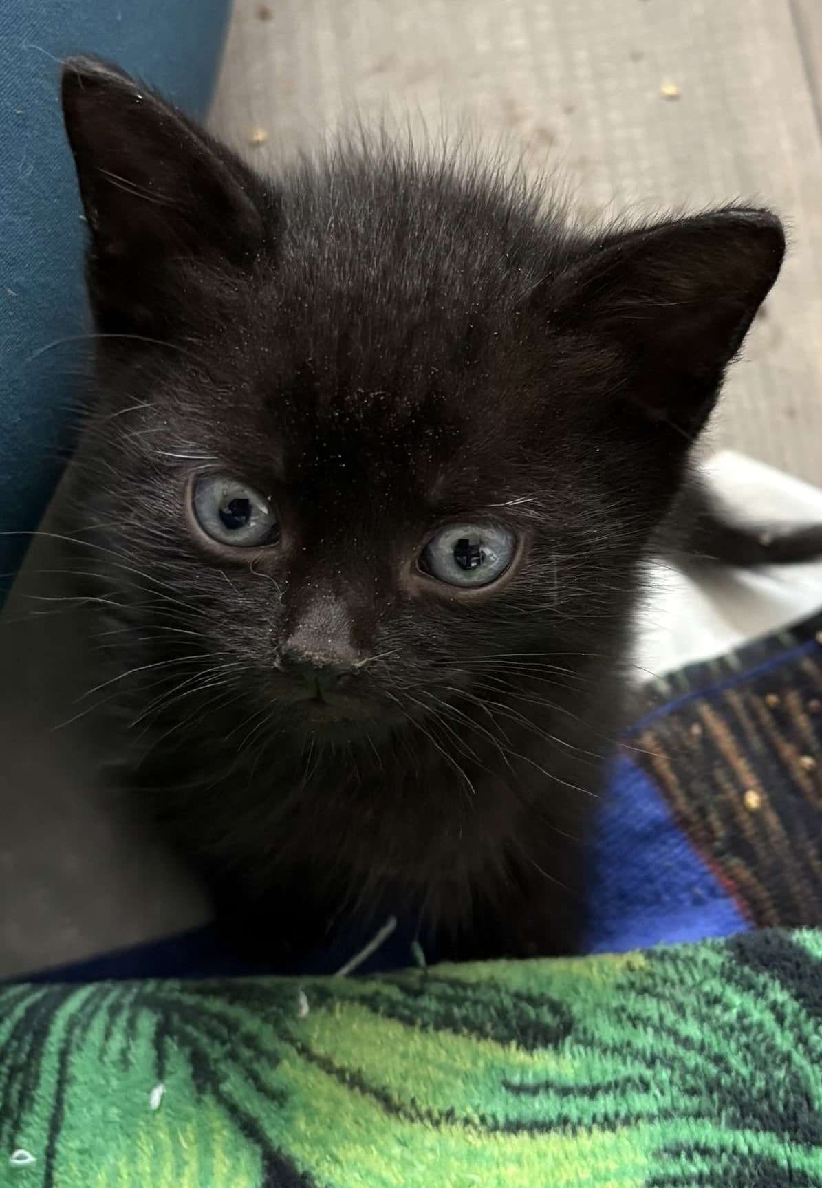 Poe - Domestic Shorthair cat available for adoption at Furry Tales Cat Rescue in Ottawa