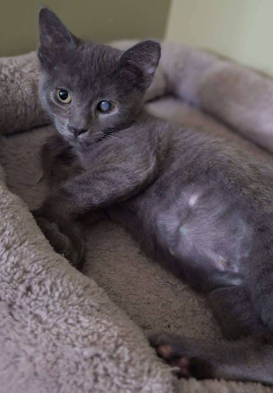 Sarah Cream & Onion - Domestic Shorthair available for adoption